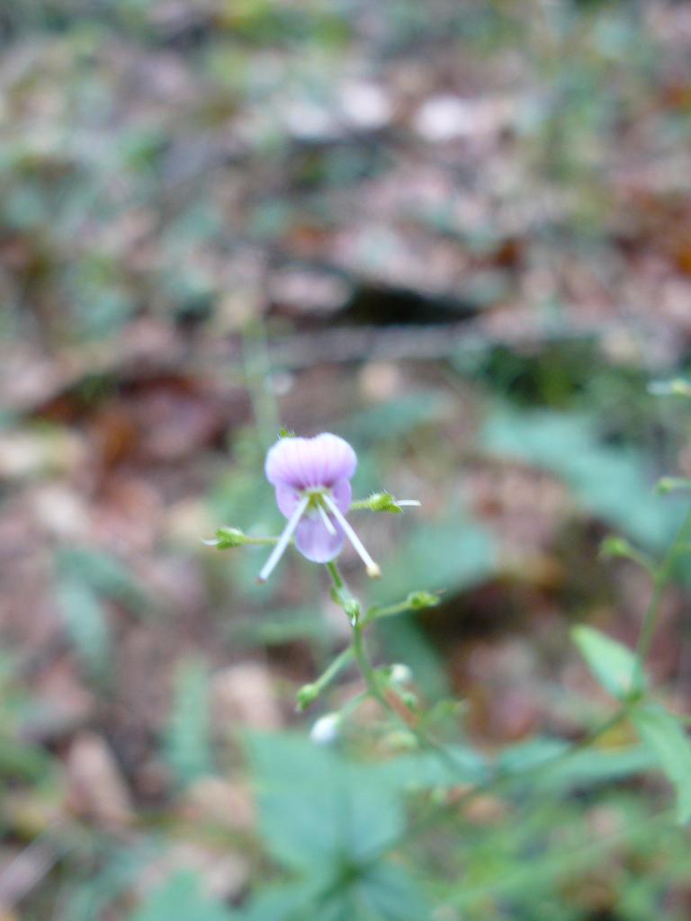 Veronica urticifolia